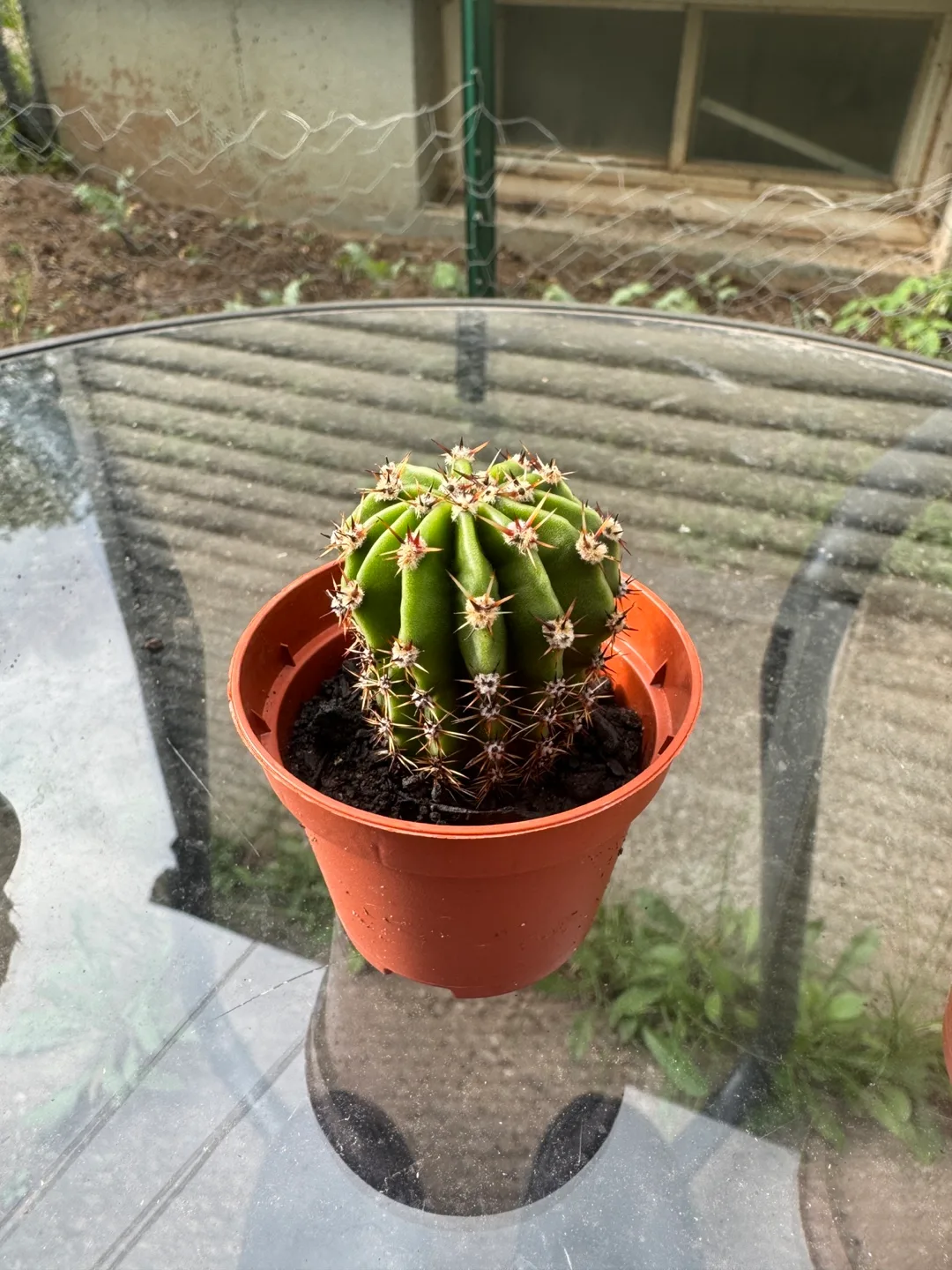 Potted Cactus thumbnail