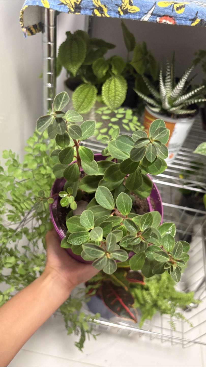 Cute Peperomia Plant in Purple Pot 🪴 - photo 3