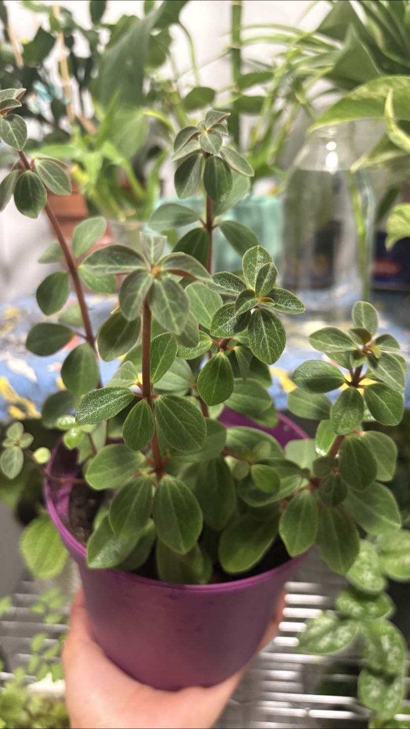 Cute Peperomia Plant in Purple Pot 🪴 - photo 2