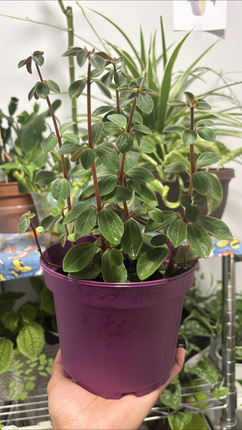 Cute Peperomia Plant in Purple Pot 🪴