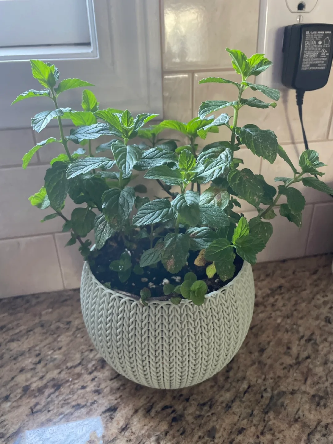 Fresh Mint Plant in a Pot thumbnail