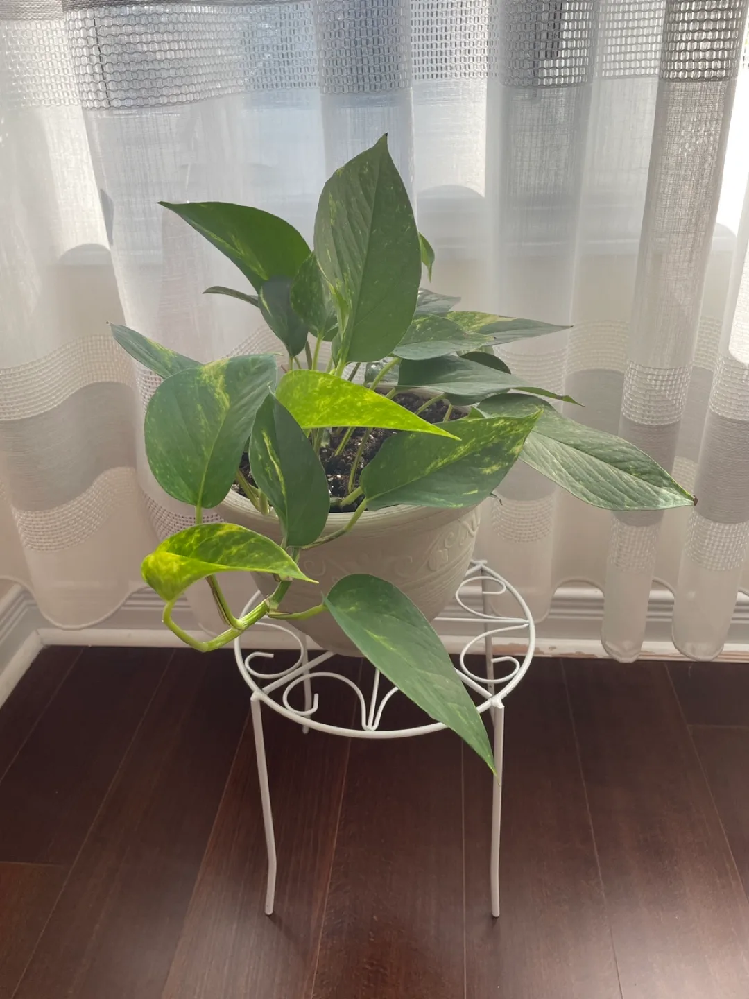 Beautiful pothos plant with stand included thumbnail