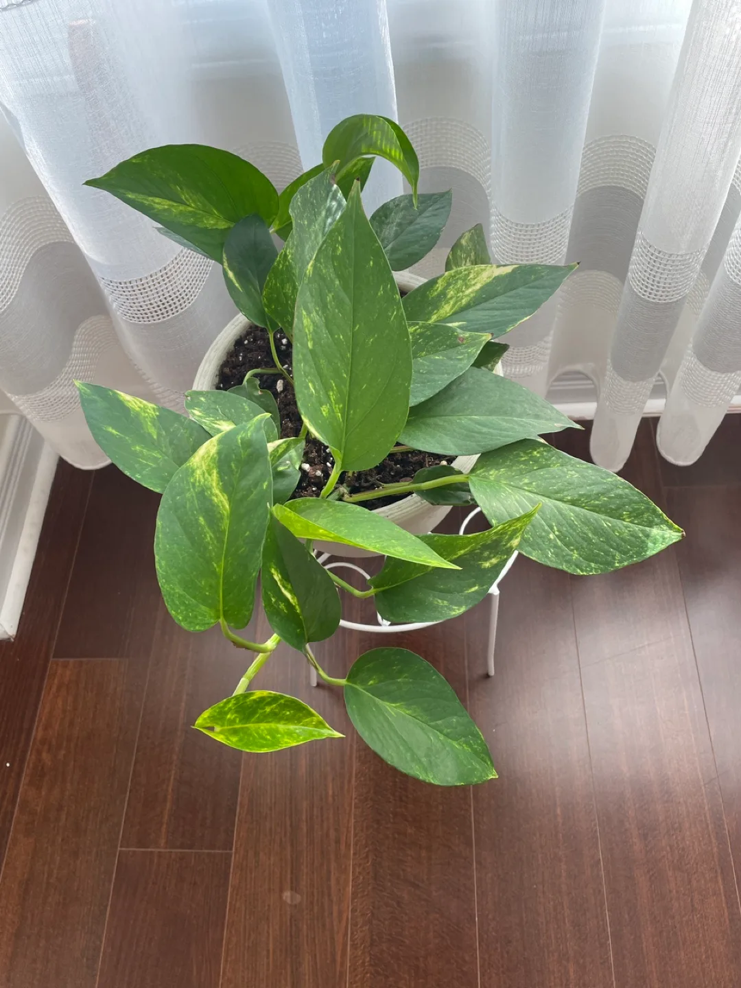 Beautiful pothos plant with stand included thumbnail