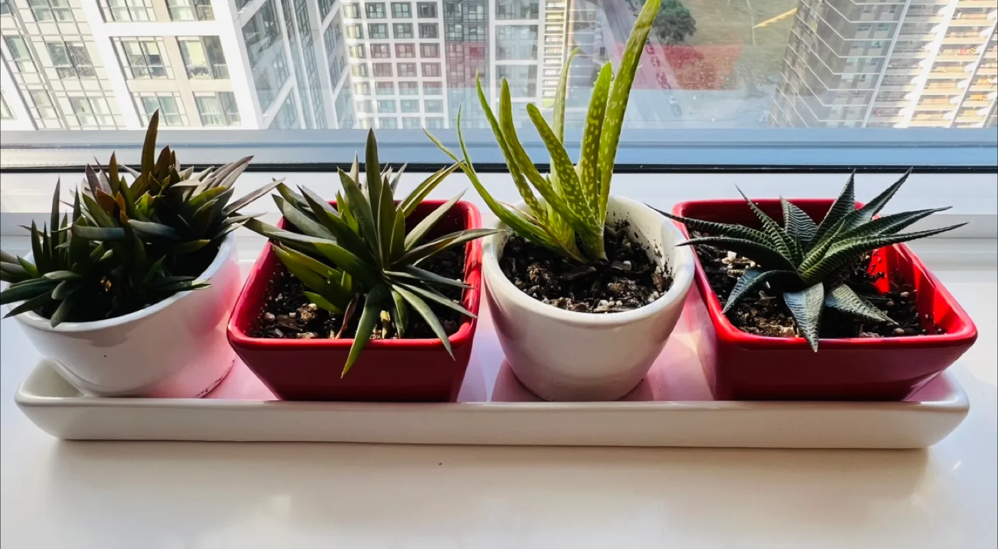 Potted Succulents; Including Pots with Tray thumbnail