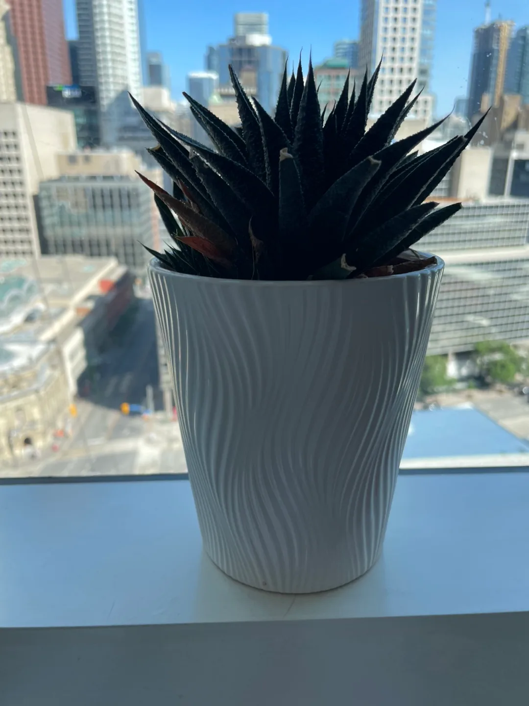 Haworthia Plant in White Pot - 16cm thumbnail