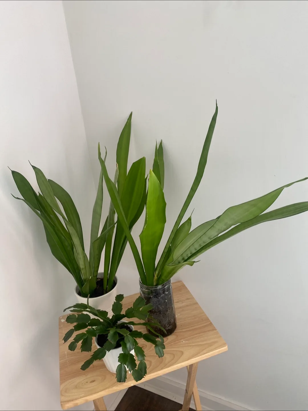 Potted House Plants thumbnail