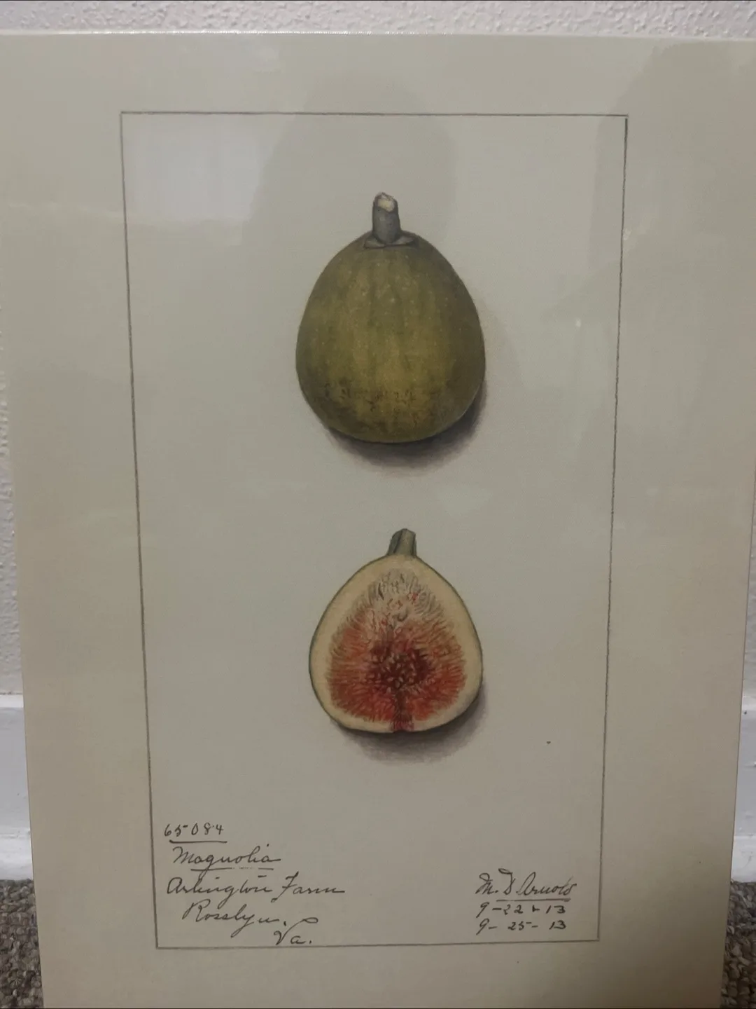 IKEA PJÄTTERYD Fruit Print - 11x15" thumbnail