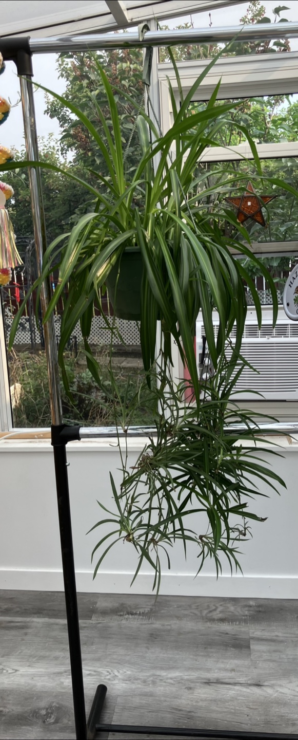 Spider plant