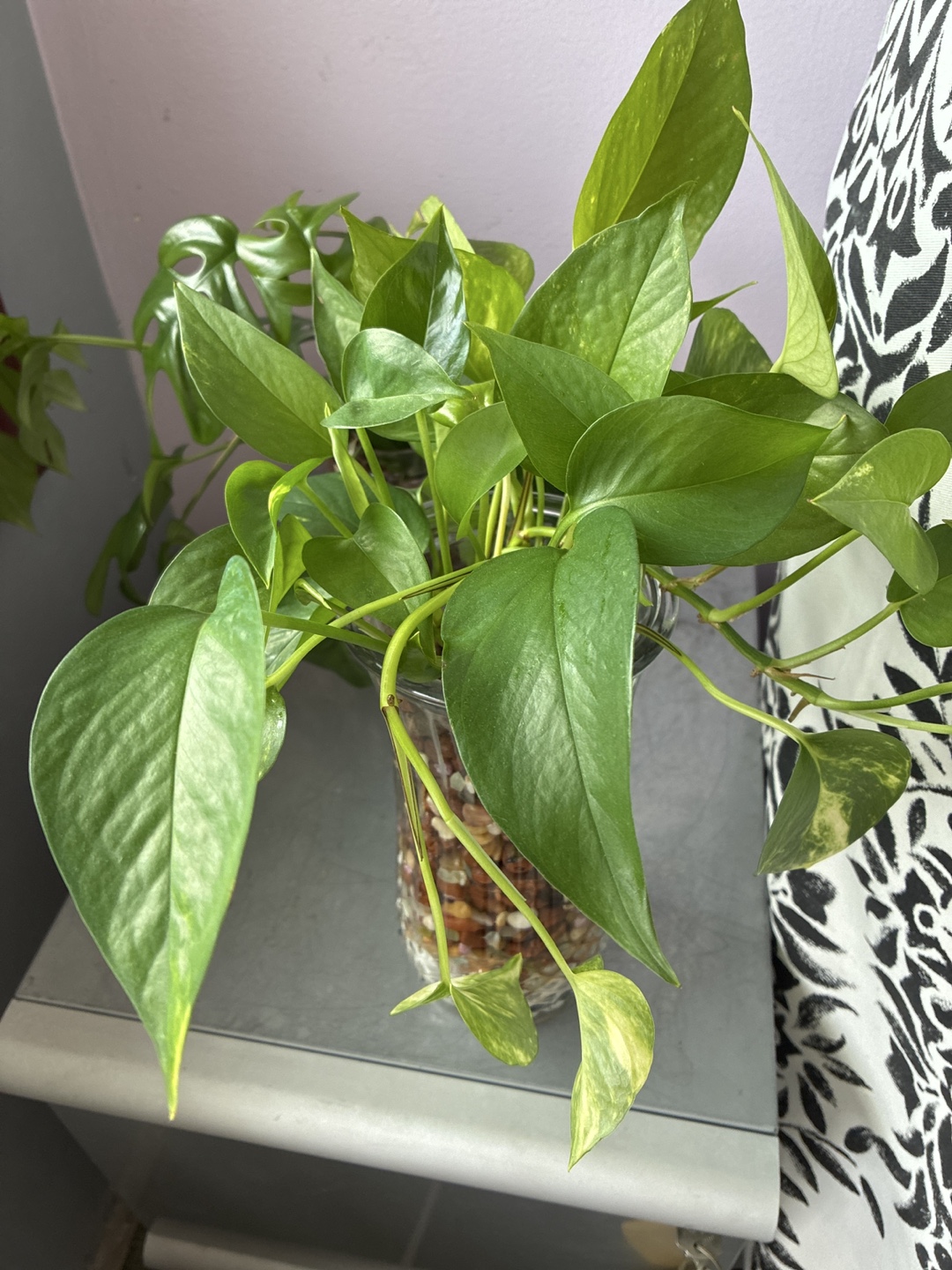 Potted Golden Pothos Plant - photo 4