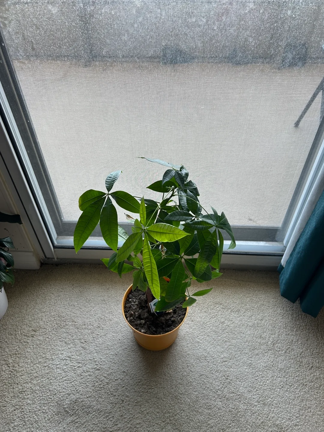 Money Tree Plant image indicator(2)