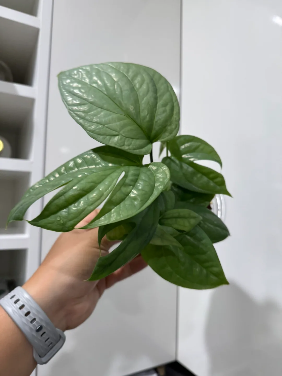 Spiderman Monstera，Amydrium medium 'Silver' thumbnail
