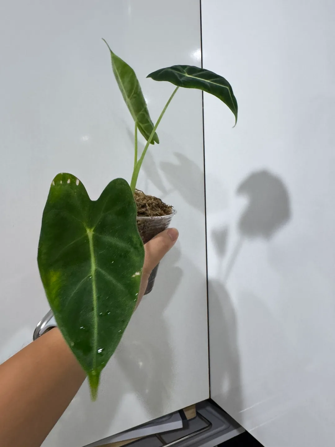Alocasia Frydek Plant thumbnail