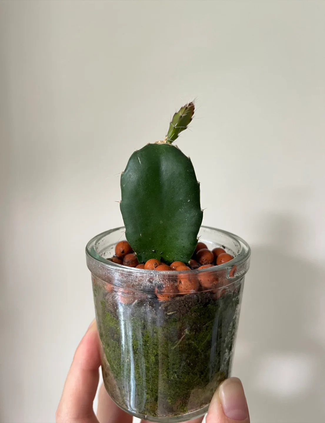 Cute Cactus in a glass pot thumbnail
