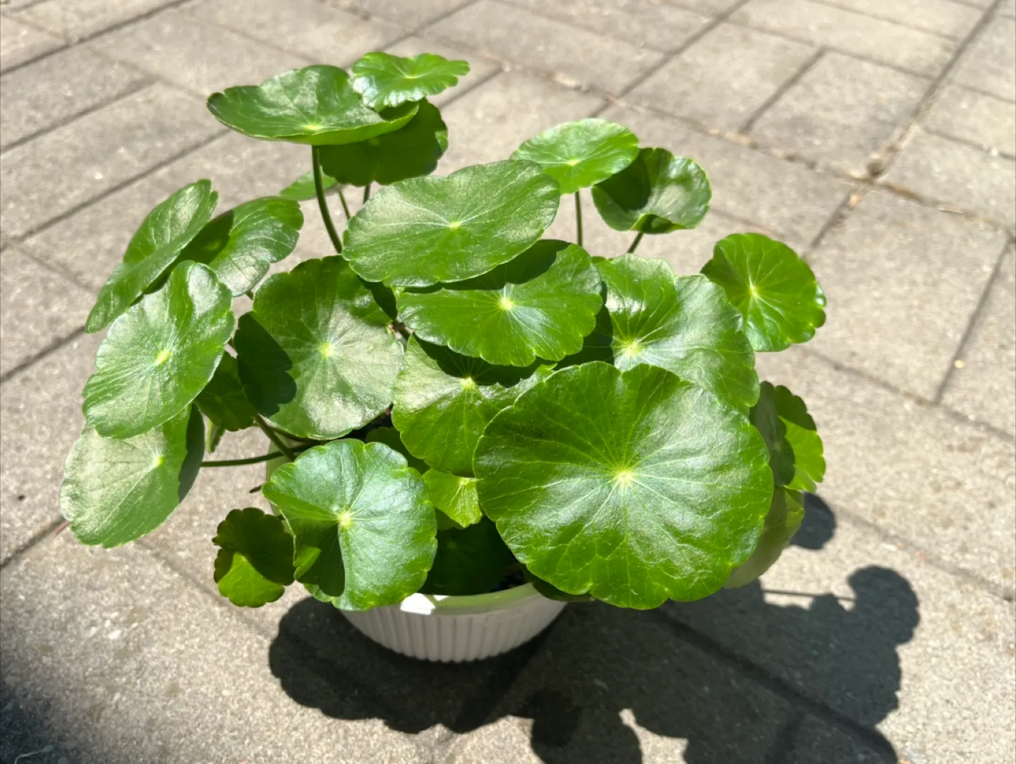 Marsh Pennywort/Chinese money plant thumbnail