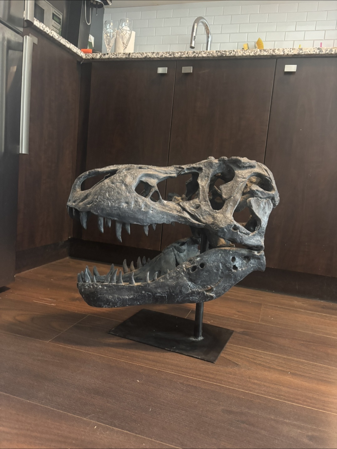 TRex Skull Replica