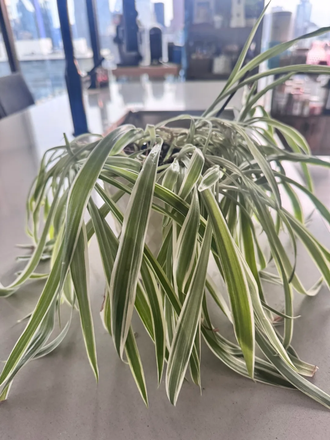 Spider plant in white pot thumbnail