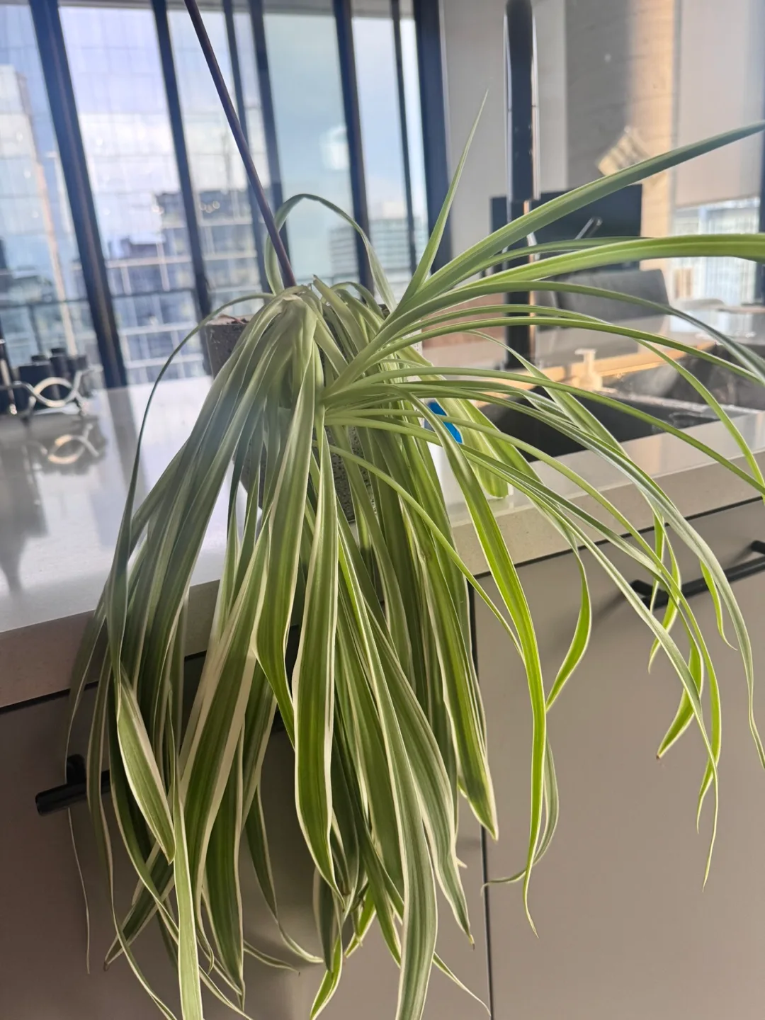 Spider Plant thumbnail