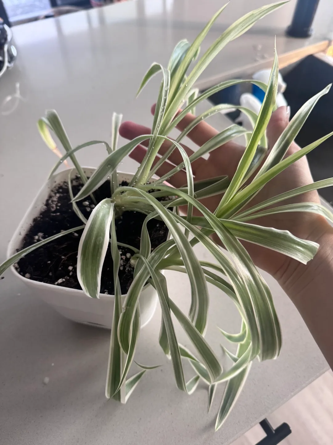 Spider Plant in White Pot thumbnail