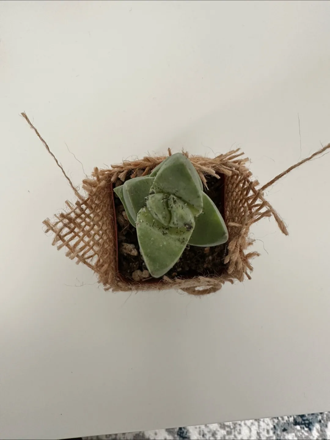 Succulent plant 🥕 thumbnail