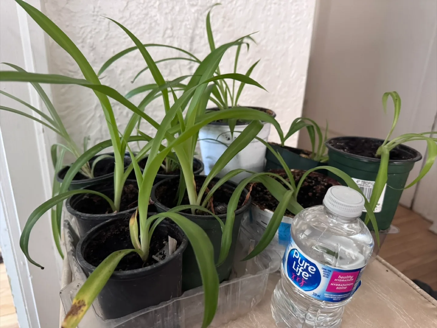 Moving Sale Healthy Spider Plant thumbnail