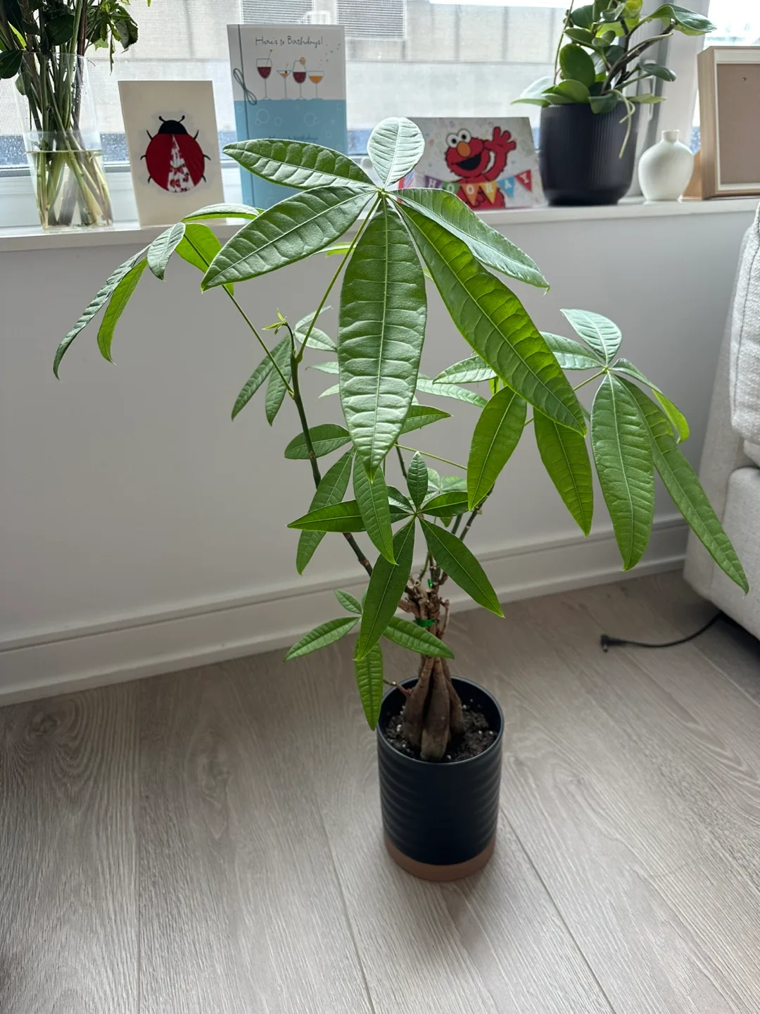 Money Tree Plant thumbnail