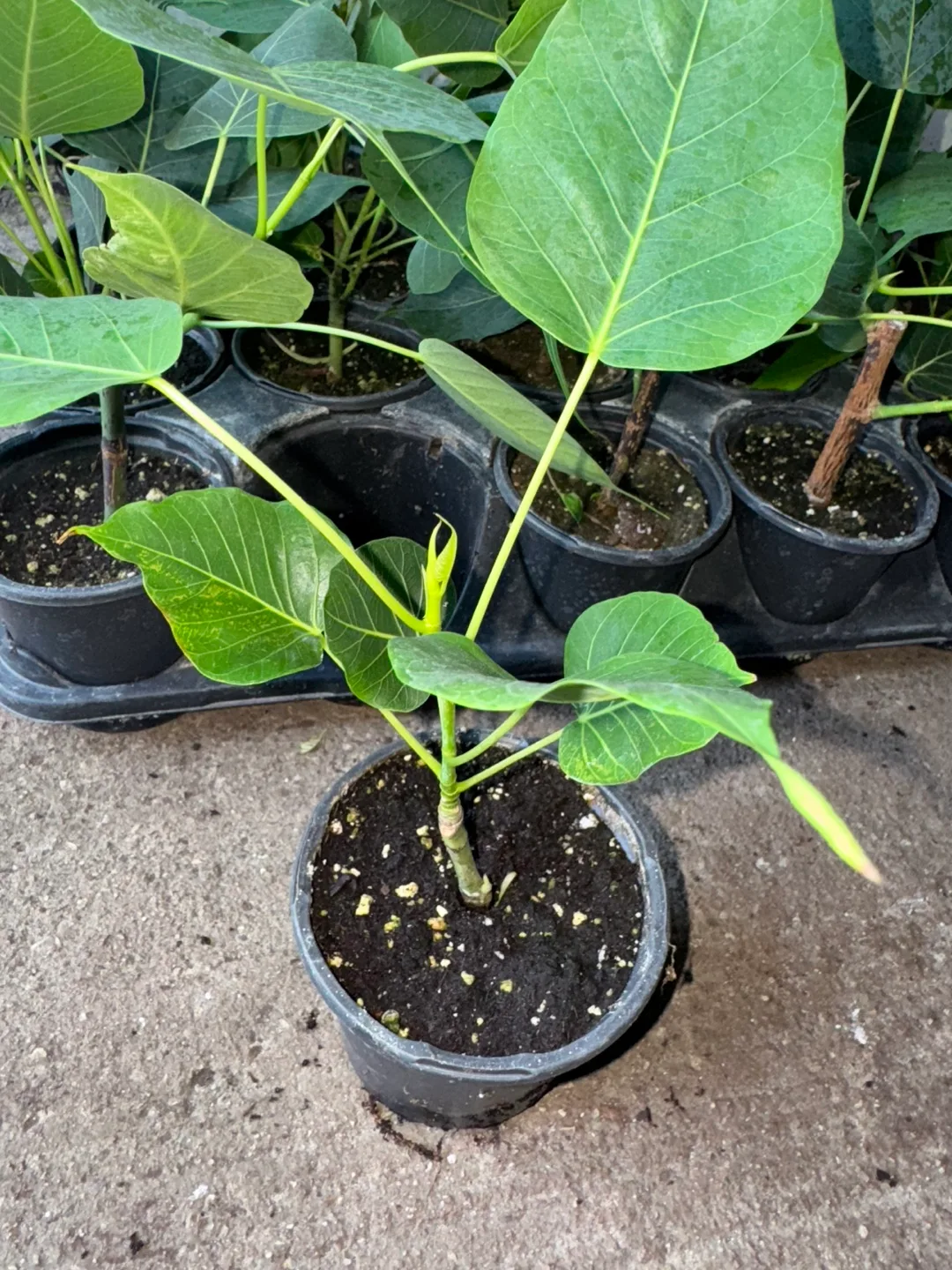 Peepal, (Bodhi Tree)  Ficus religiosa plant thumbnail