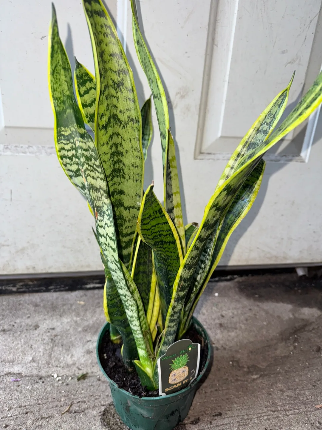 Snake Plant thumbnail
