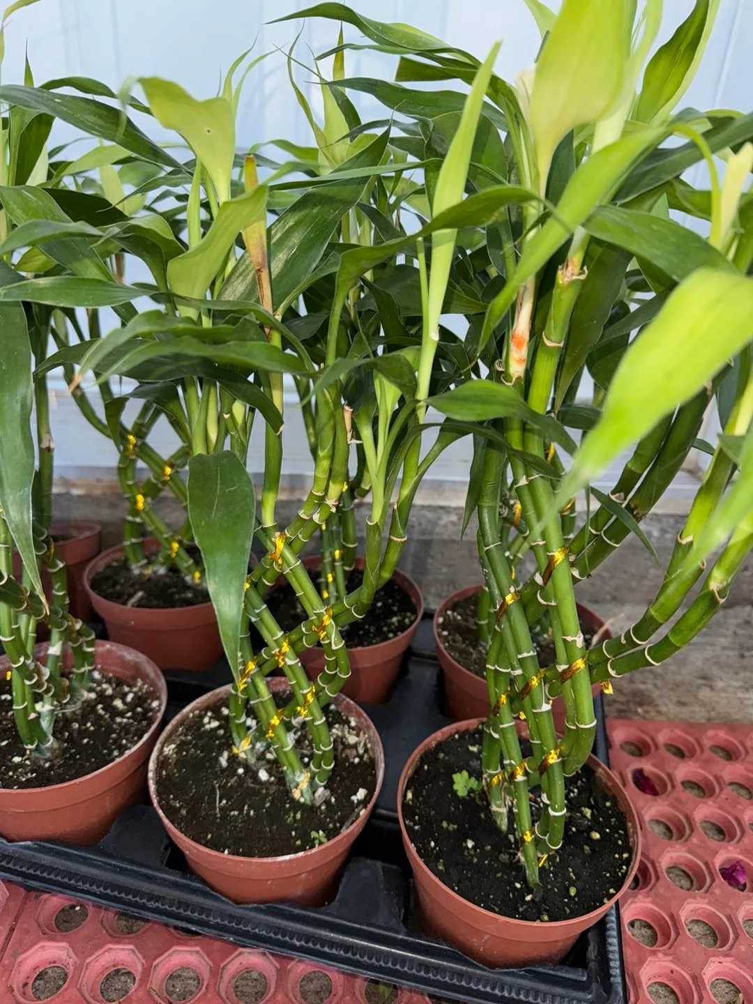 Lucky Bamboo Plant thumbnail