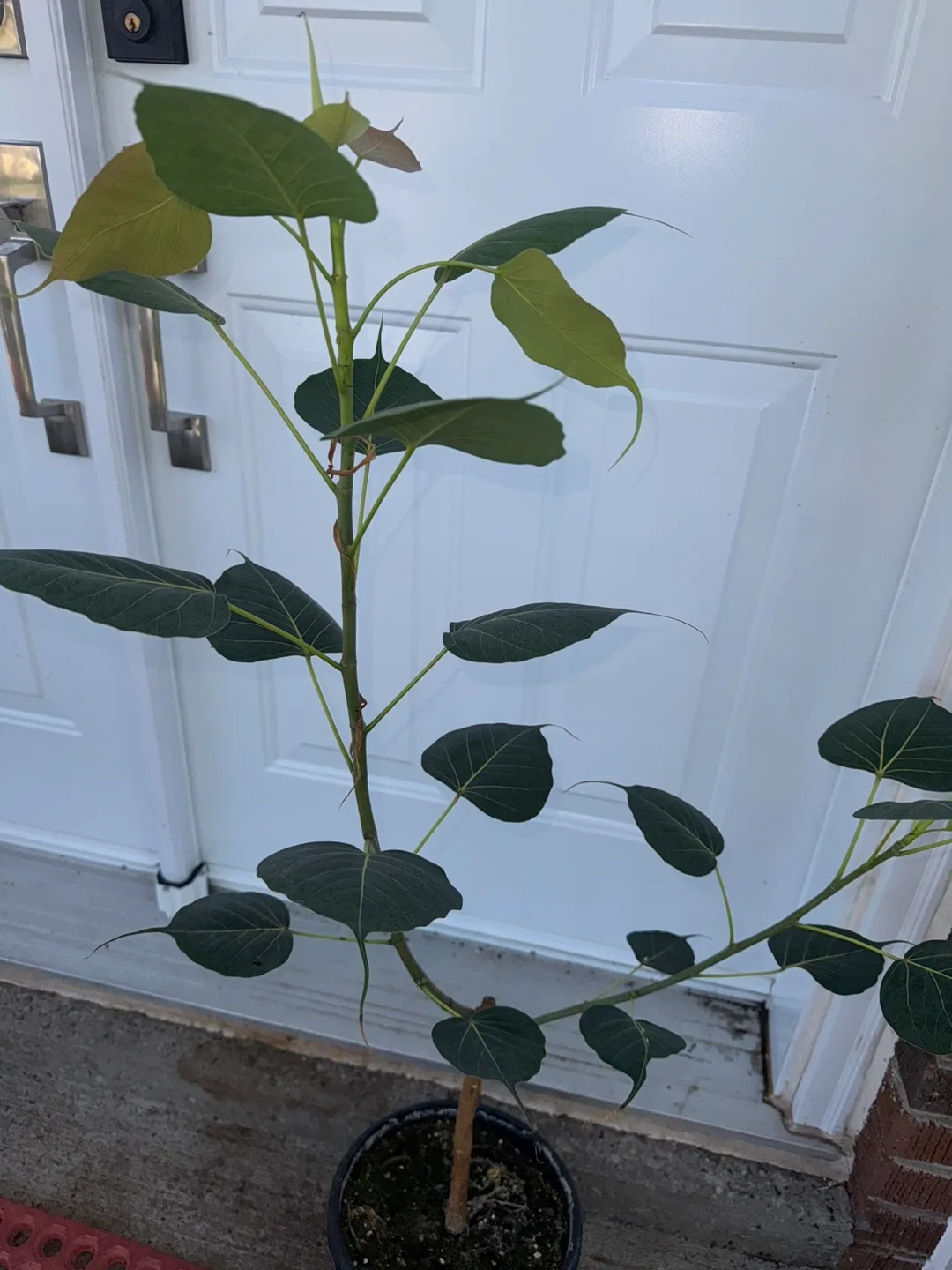 Ficus religiosa, peepal (Bodhi Tree) thumbnail