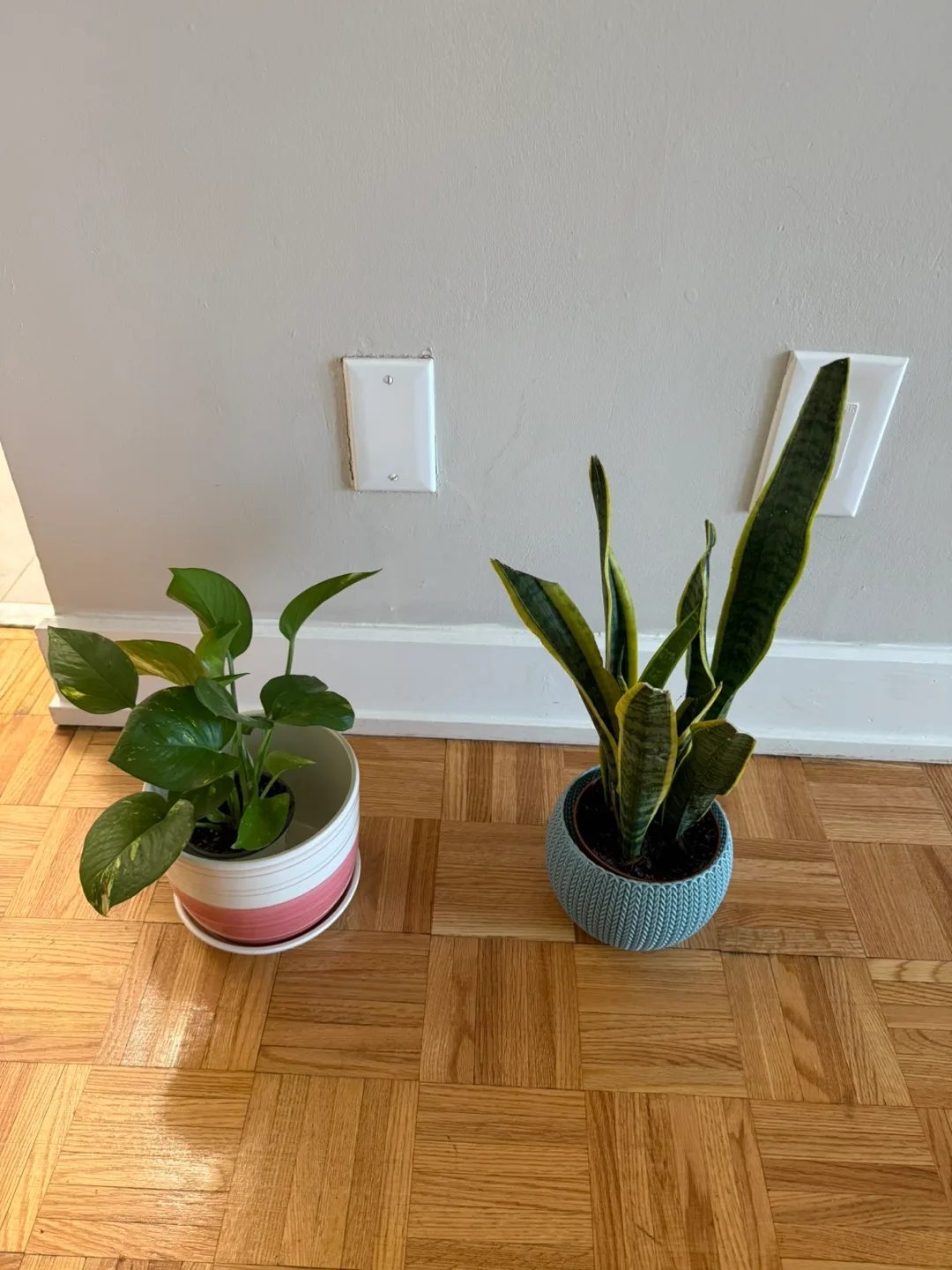 Potted Plants - Golden Pothos & Snake Plant thumbnail