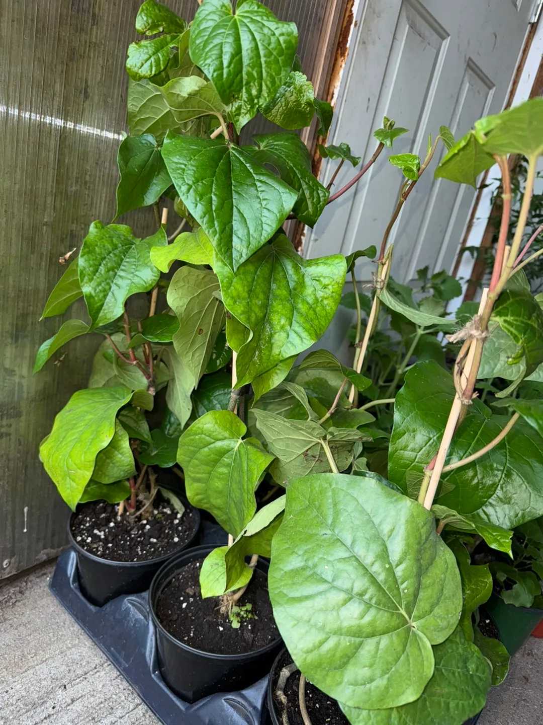 Big Paan (vethula) Plant thumbnail