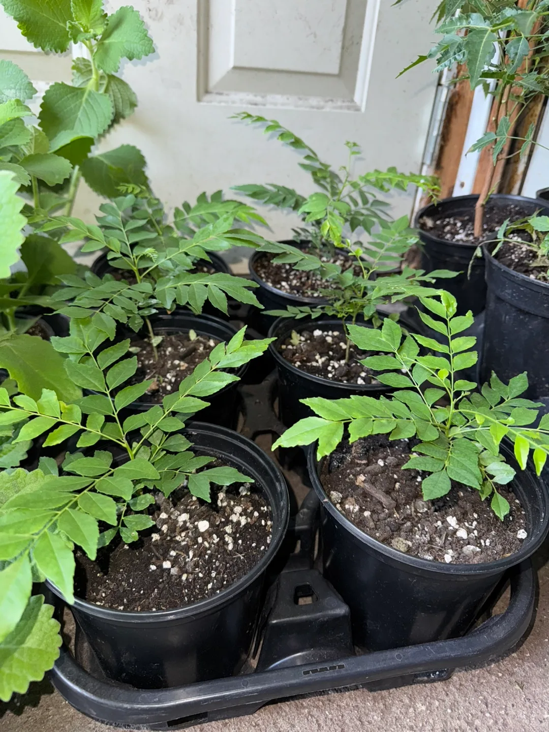Curry Leaf Plant thumbnail