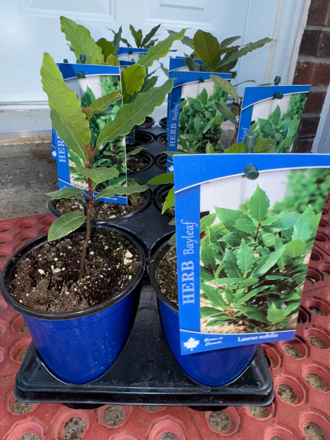 Bay Leaf Herb Plant thumbnail