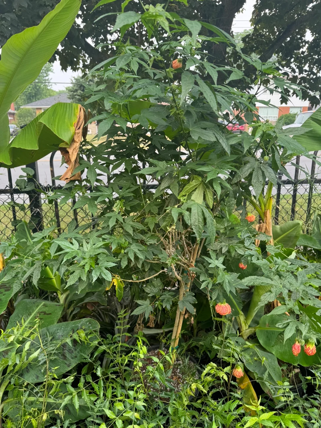 Chinese lantern (weekend special) thumbnail