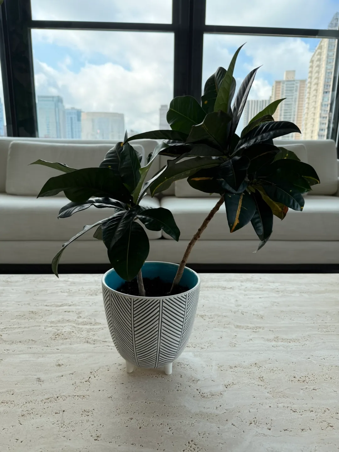 Potted Petra Croton Plant with pot thumbnail