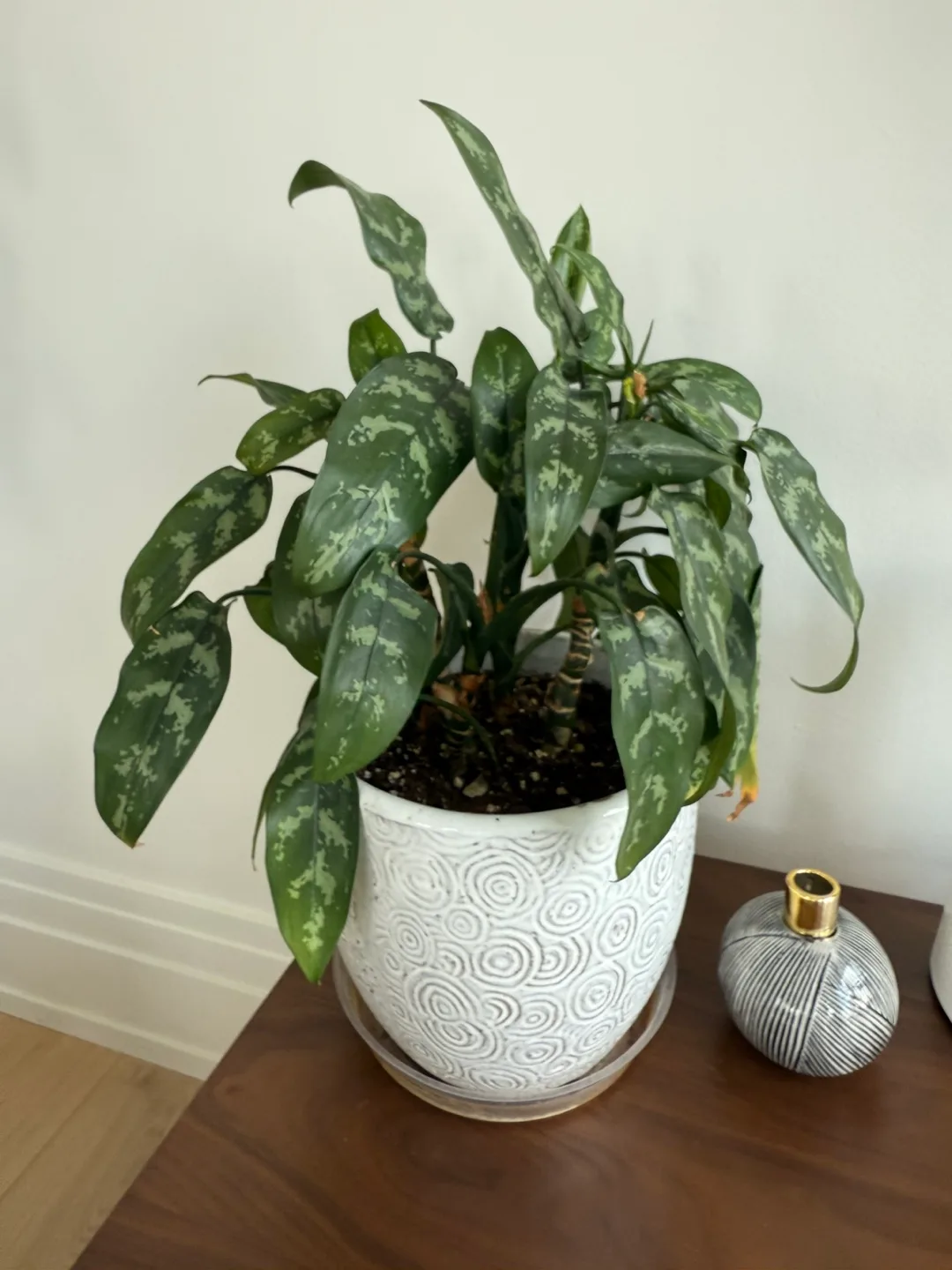 Peace Lily Plant with White Patterned Pot thumbnail