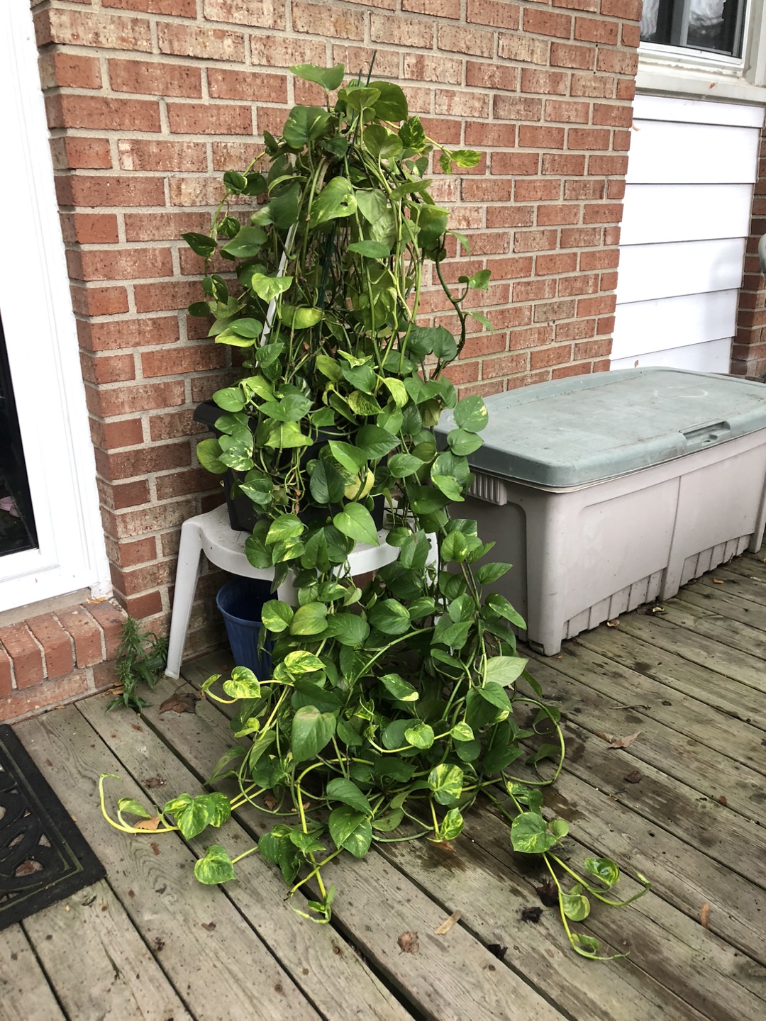 Potted Pothos and Tradescantia Plants