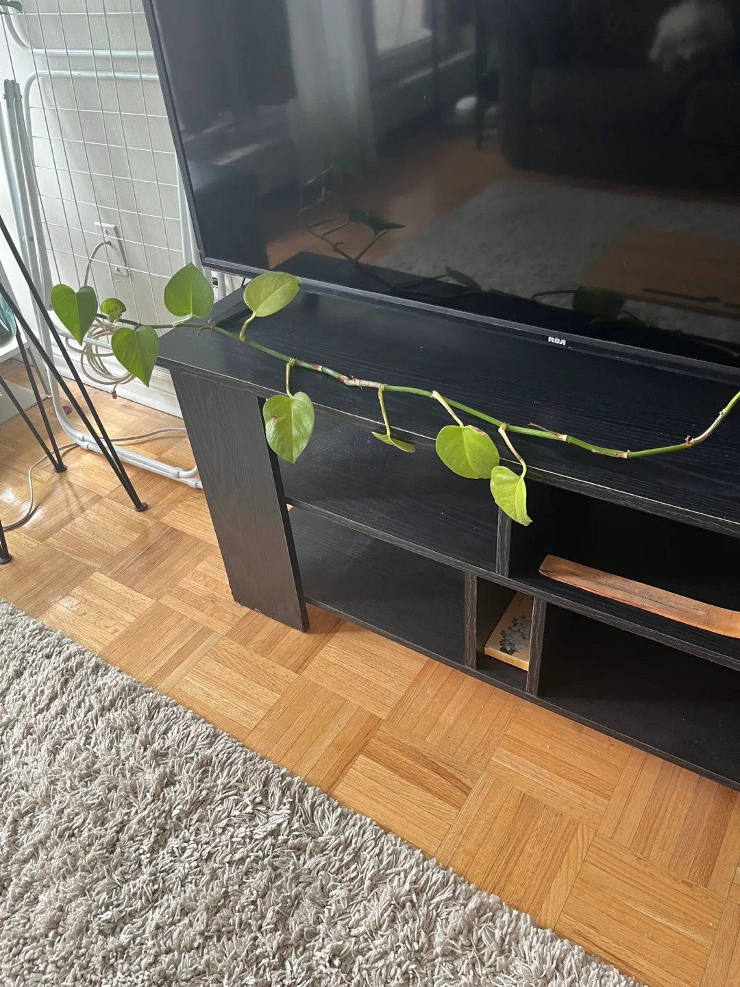 Pothos - long and rooted thumbnail