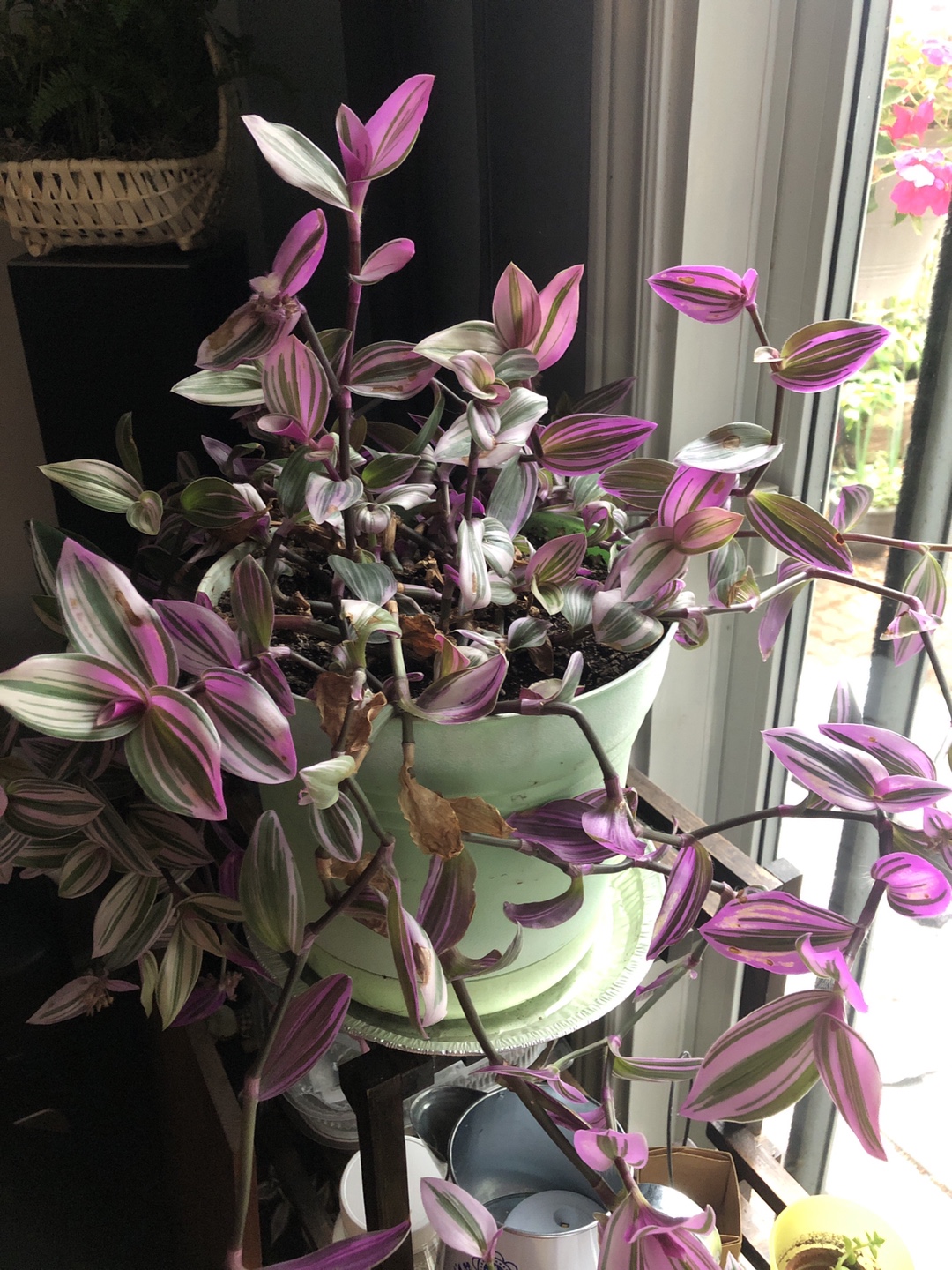 Potted Pothos and Tradescantia Plants - photo 3
