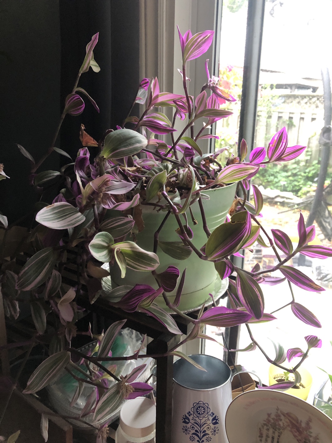 Potted Pothos and Tradescantia Plants - photo 2