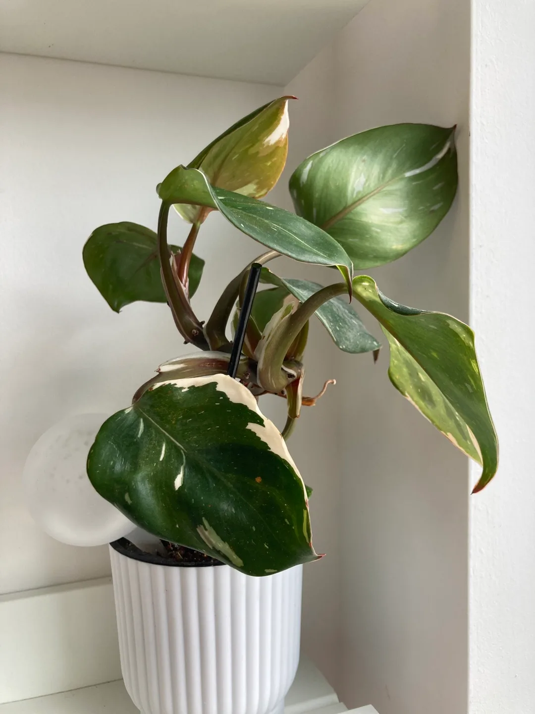 Potted Philodendron Plant thumbnail