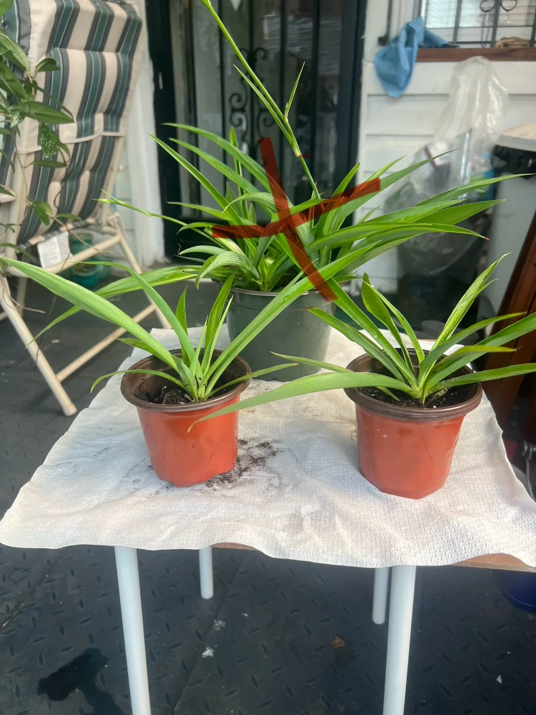 Spider Plant in Pot thumbnail