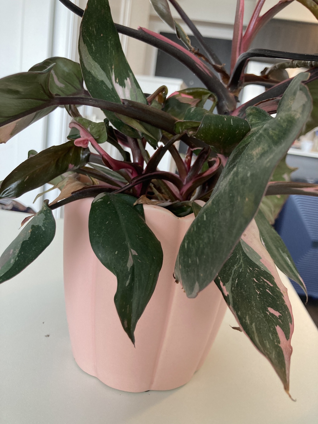 Pink Princess Philodendron Plant - photo 2