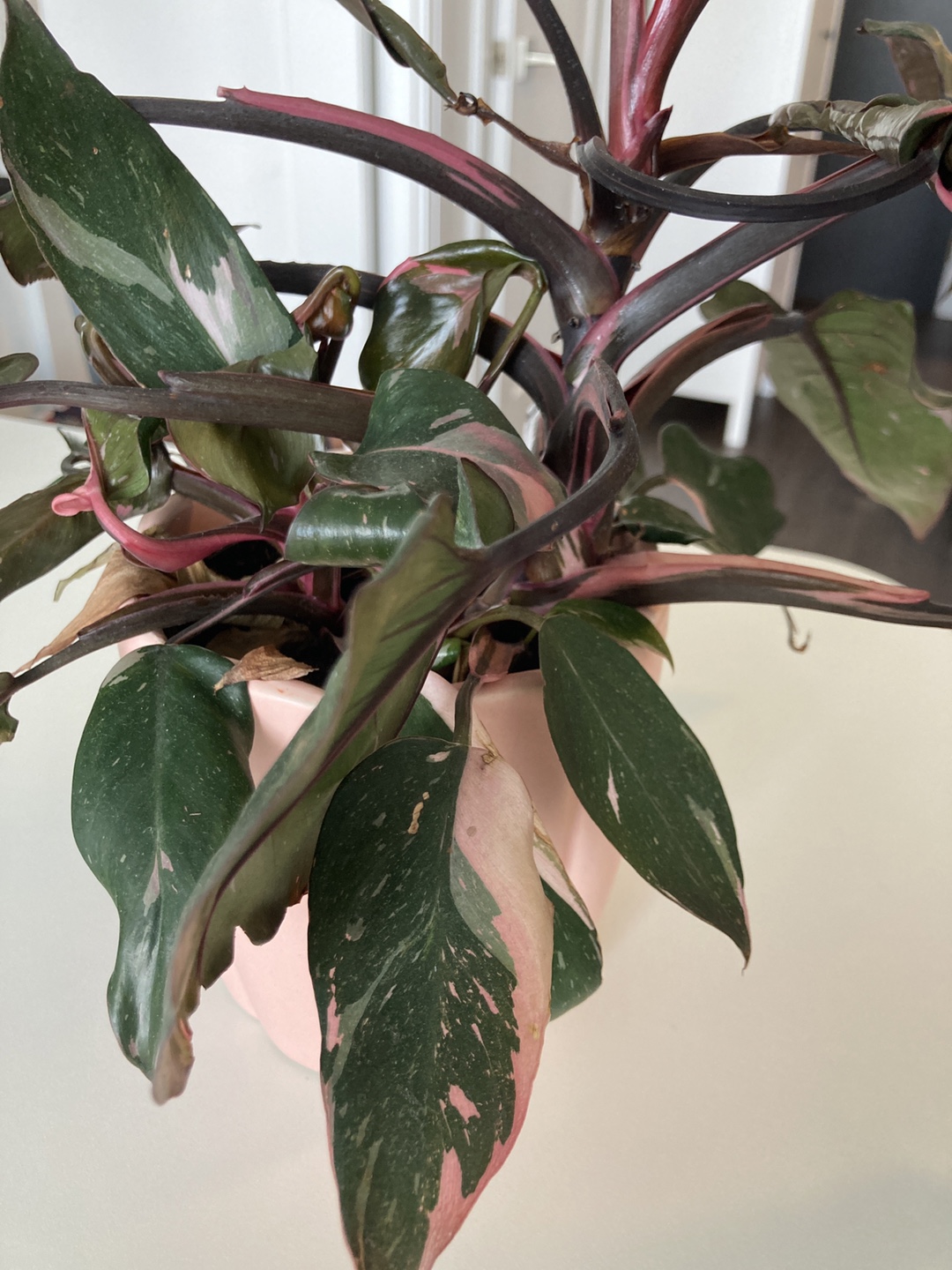 Pink Princess Philodendron Plant
