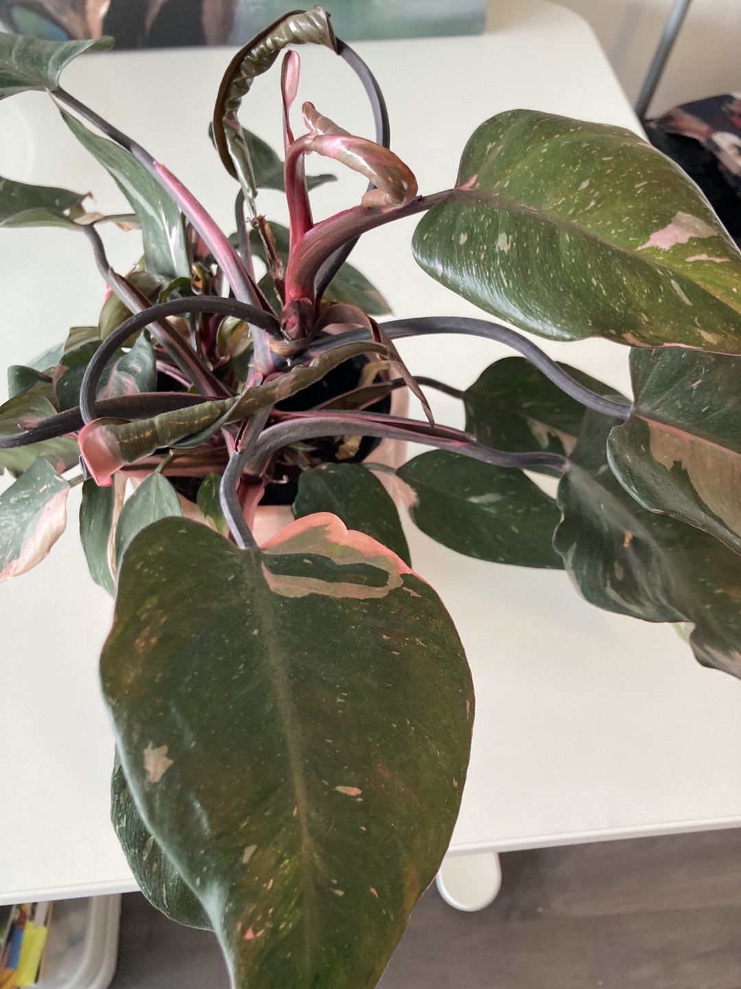 Pink Princess Philodendron Plant - photo 3