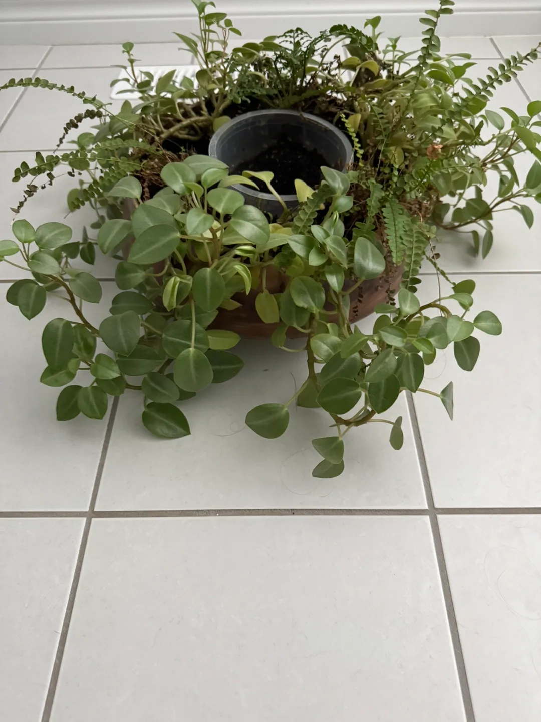Potted Plant Arrangement image indicator(2)