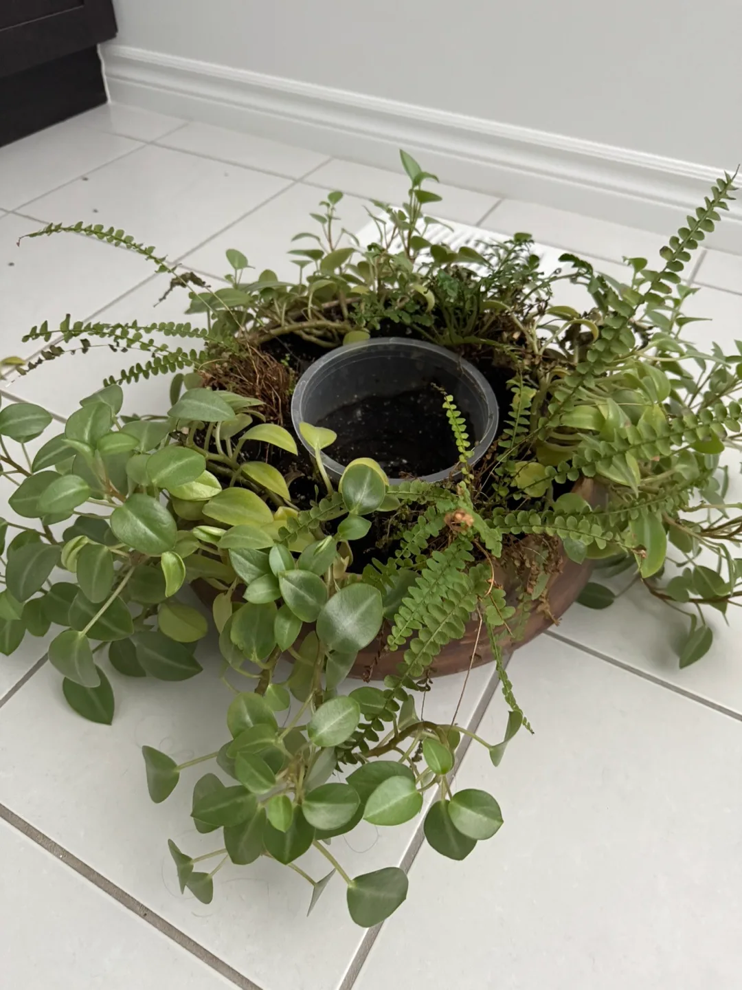 Potted Plant Arrangement image indicator(3)