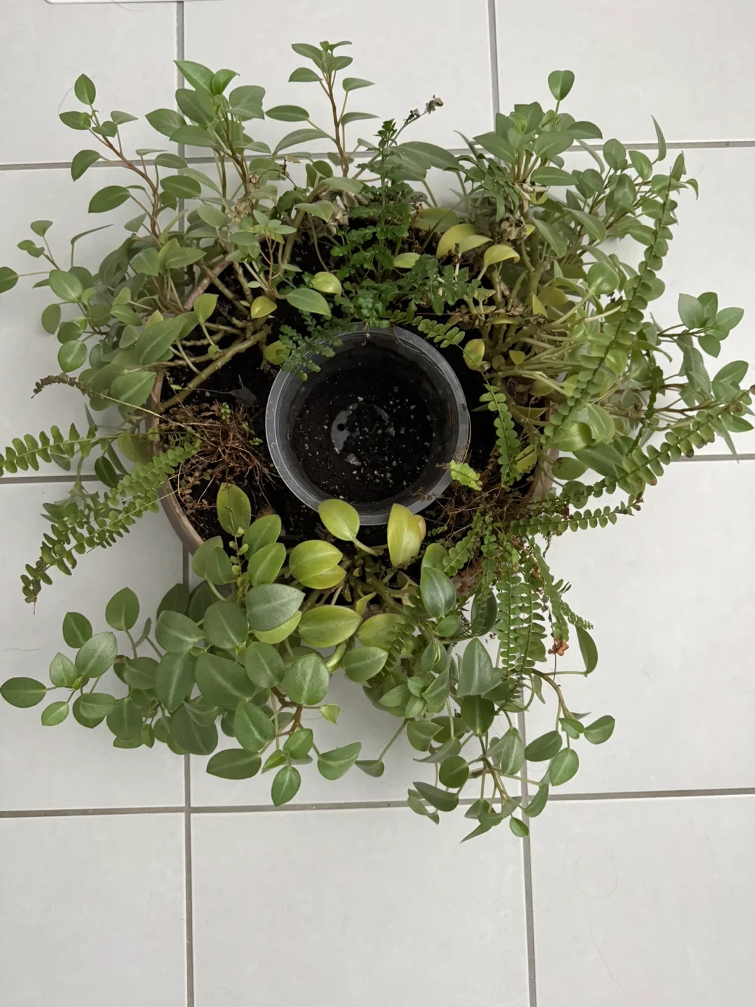 Potted Plant Arrangement thumbnail