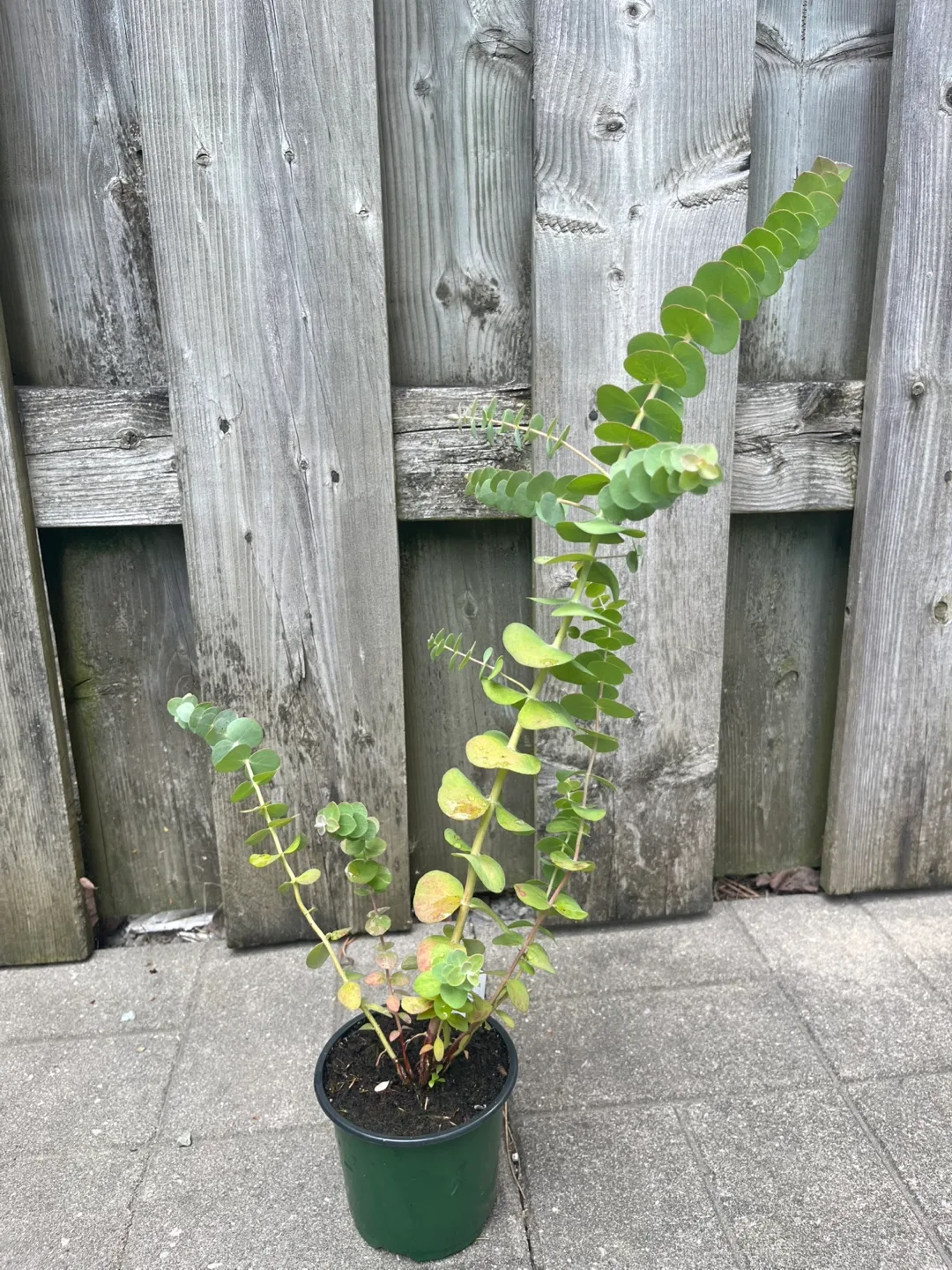 Eucalyptus Plant in 4” pot thumbnail
