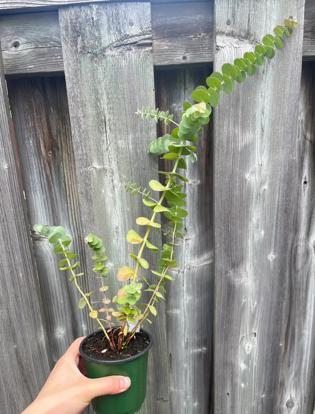 Eucalyptus plant in pot thumbnail
